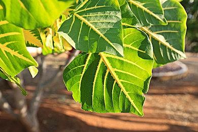 前开发者：加载画面可能会永久呆在B社的游戏中